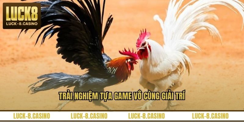Đá Gà Trực Tiếp C3 – Trải Nghiệm Xem Đá Gà Đỉnh Cao - HIVEX.BABY Đá Gà Trực Tiếp C3 – Trải Nghiệm Xem Đá Gà Đỉnh Cao - HIVEX.BABY
