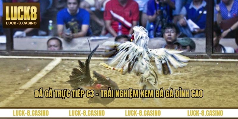 Đá Gà Trực Tiếp C3 – Trải Nghiệm Xem Đá Gà Đỉnh Cao - HIVEX.BABY