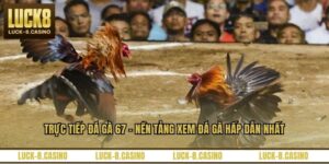 Đá Gà LUCK8 - Đấu Trường Trực Tuyến Đỉnh Cao Năm 2026 - HIVEX.BABY