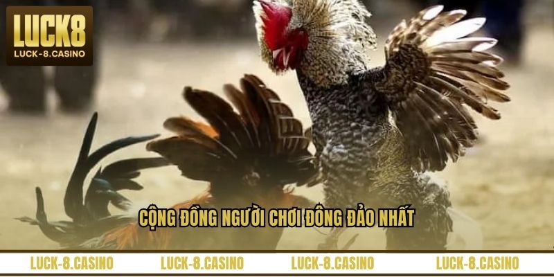 Trực Tiếp Đá Gà 67 – Nền Tảng Xem Đá Gà Hấp Dẫn Nhất - HIVEX.BABY Trực Tiếp Đá Gà 67 – Nền Tảng Xem Đá Gà Hấp Dẫn Nhất - HIVEX.BABY