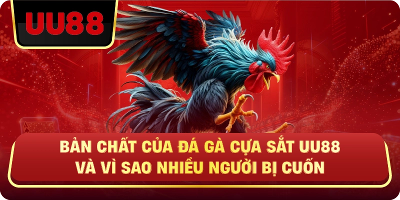 Đá Gà Cựa Sắt Uu88 – Trận Nhanh, Cược Chuẩn Mới Có Lời - HIVEX.BABY