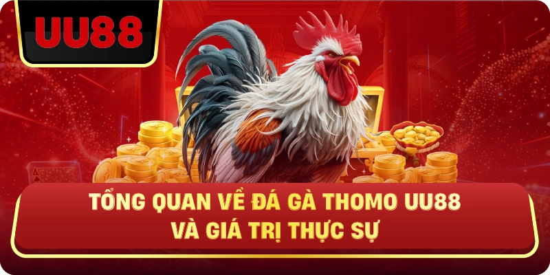 Đá Gà Thomo Uu88 – Trực Tiếp Kịch Tính, Cược Chuẩn Mới Thắng - HIVEX.BABY
