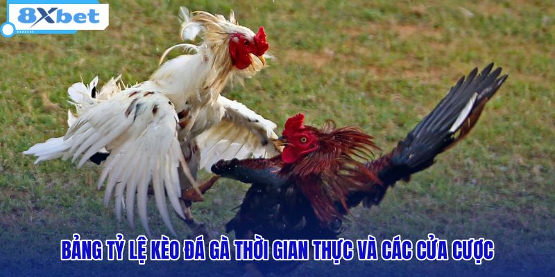 Xem Kèo Đá Gà 8XBET: Bảng Tỷ Lệ Chuẩn Và Livestream HD - HIVEX.BABY Xem Kèo Đá Gà 8XBET: Bảng Tỷ Lệ Chuẩn Và Livestream HD - HIVEX.BABY