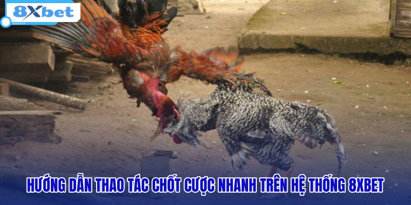 Xem Đá Gà Trực Tiếp 8XBET - Livestream Full HD Mượt Mà - HIVEX.BABY Xem Đá Gà Trực Tiếp 8XBET - Livestream Full HD Mượt Mà - HIVEX.BABY