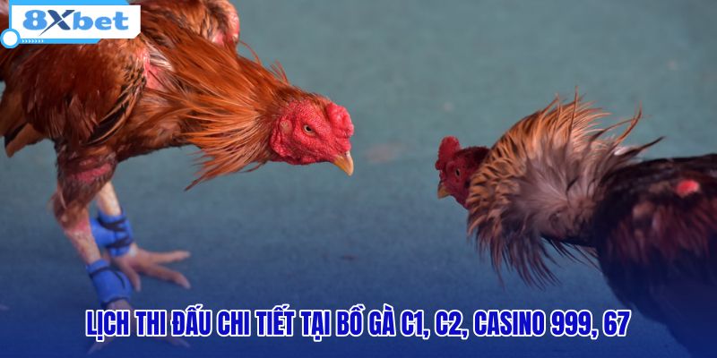 Đá Gà Thomo - Xem Trực Tiếp C1 HD Không Lag Tại 8XBET - HIVEX.BABY
