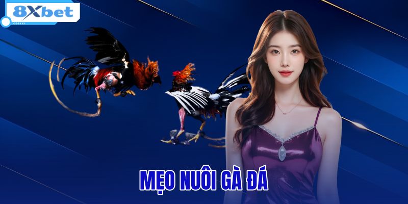 Đà Gà - Cẩm Nang Lịch Sử Và Luật Chơi Chuẩn Từ 8XBET - HIVEX.BABY