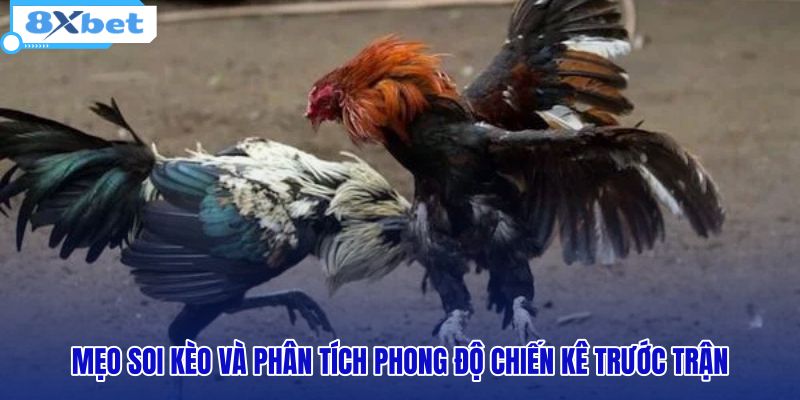 Xem Kèo Đá Gà 8XBET: Bảng Tỷ Lệ Chuẩn Và Livestream HD - HIVEX.BABY Xem Kèo Đá Gà 8XBET: Bảng Tỷ Lệ Chuẩn Và Livestream HD - HIVEX.BABY