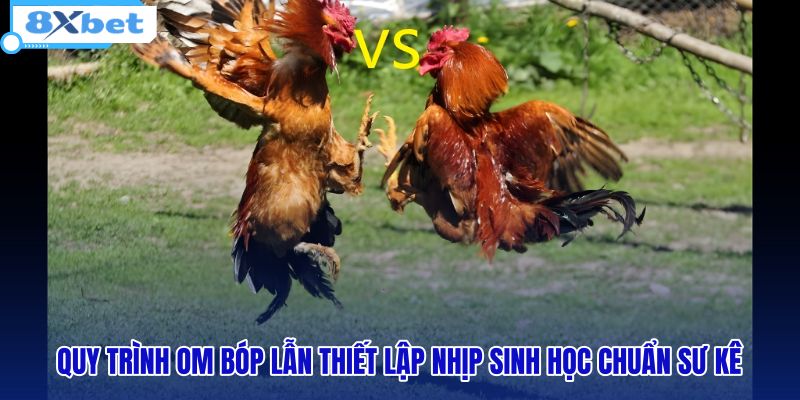 Mẹo Nuôi Gà Đá Tăng Bo Lớn, Lì Đòn Chuẩn Sư Kê - 8XBET - HIVEX.BABY Mẹo Nuôi Gà Đá Tăng Bo Lớn, Lì Đòn Chuẩn Sư Kê - 8XBET - HIVEX.BABY