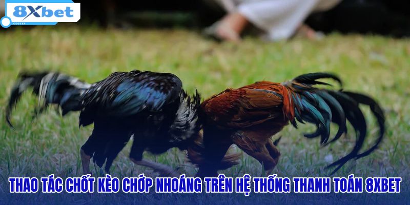 Đá Gà Thomo - Xem Trực Tiếp C1 HD Không Lag Tại 8XBET - HIVEX.BABY