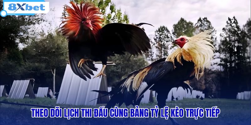 Xem Đá Gà Trực Tiếp 8XBET - Livestream Full HD Mượt Mà - HIVEX.BABY Xem Đá Gà Trực Tiếp 8XBET - Livestream Full HD Mượt Mà - HIVEX.BABY