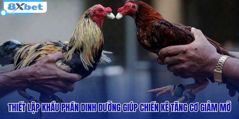 Mẹo Nuôi Gà Đá Tăng Bo Lớn, Lì Đòn Chuẩn Sư Kê - 8XBET - HIVEX.BABY Mẹo Nuôi Gà Đá Tăng Bo Lớn, Lì Đòn Chuẩn Sư Kê - 8XBET - HIVEX.BABY