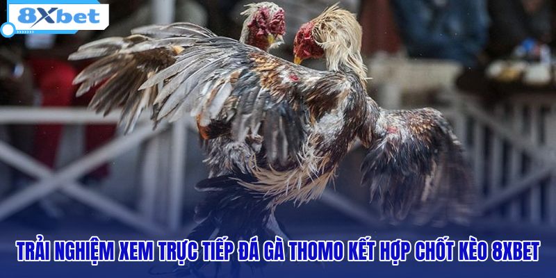 Đá Gà Thomo - Xem Trực Tiếp C1 HD Không Lag Tại 8XBET - HIVEX.BABY