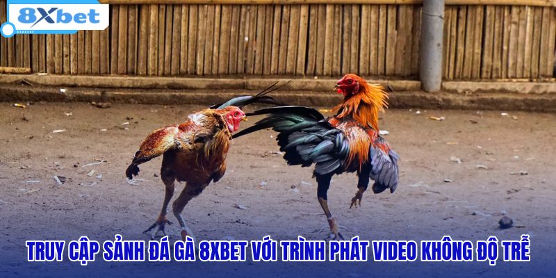 Xem Đá Gà Trực Tiếp 8XBET - Livestream Full HD Mượt Mà - HIVEX.BABY Xem Đá Gà Trực Tiếp 8XBET - Livestream Full HD Mượt Mà - HIVEX.BABY